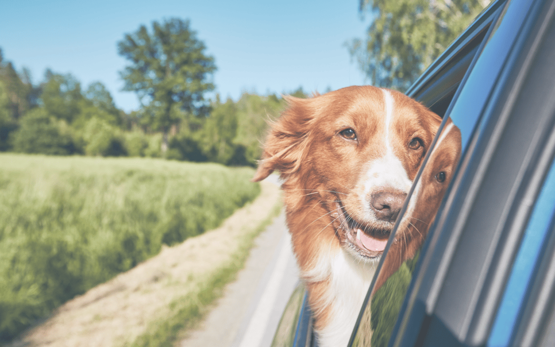 9 Do’s and Don’ts for a Safe Road Trip with Your Pet
