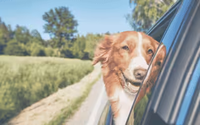 9 Do’s and Don’ts for a Safe Road Trip with Your Pet